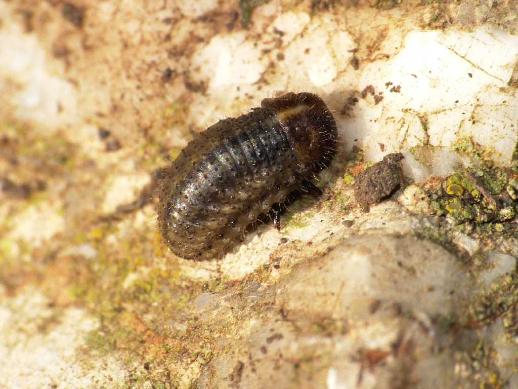 Larva di Chrysomelidae - Tolfa (RM)
